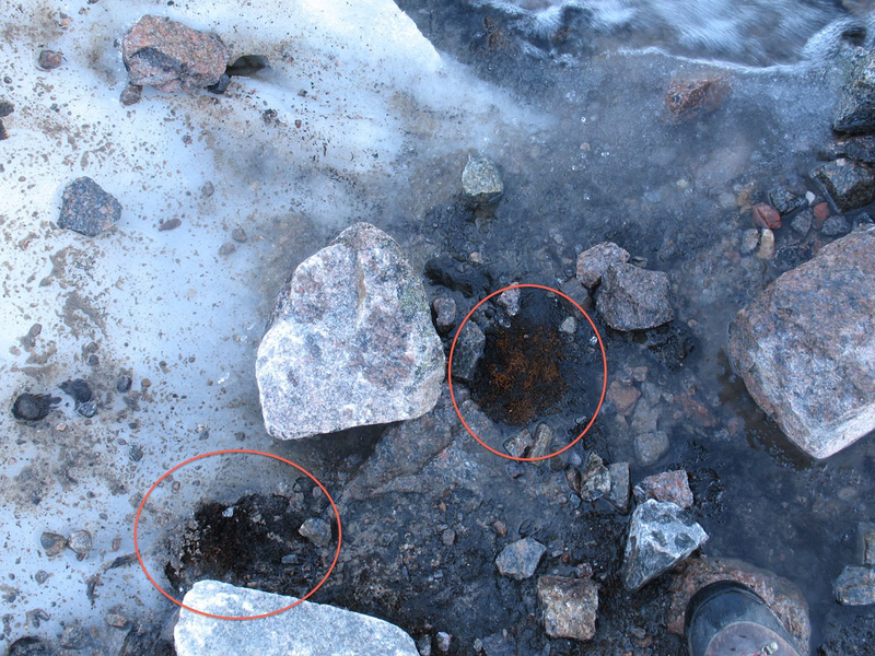 Illustration for article titled Scientists Revive 400 Year-Old Frozen Plants